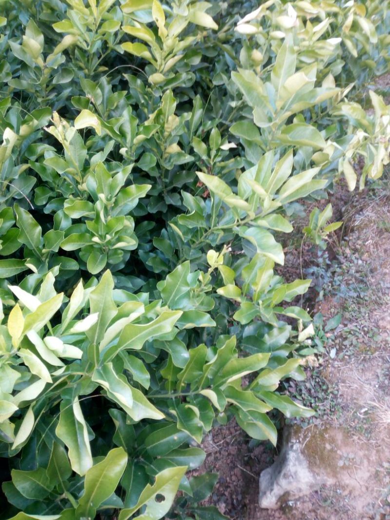 柚子苗0.2~0.5cm0.3~0.5m