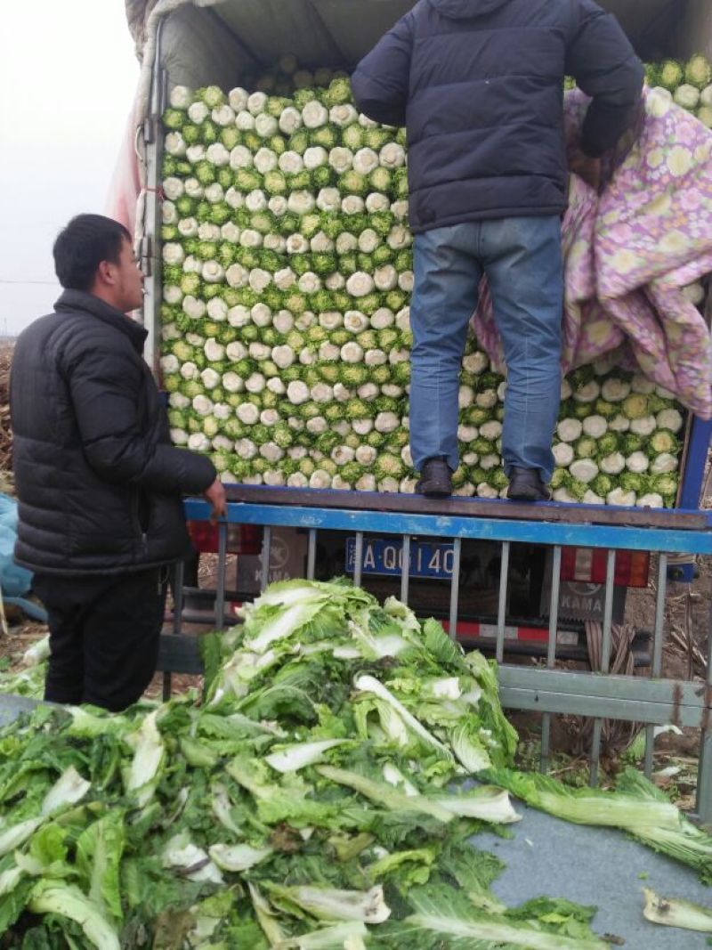 优质秋绿60白菜叶绿新鲜保质保量供应中，基地直供