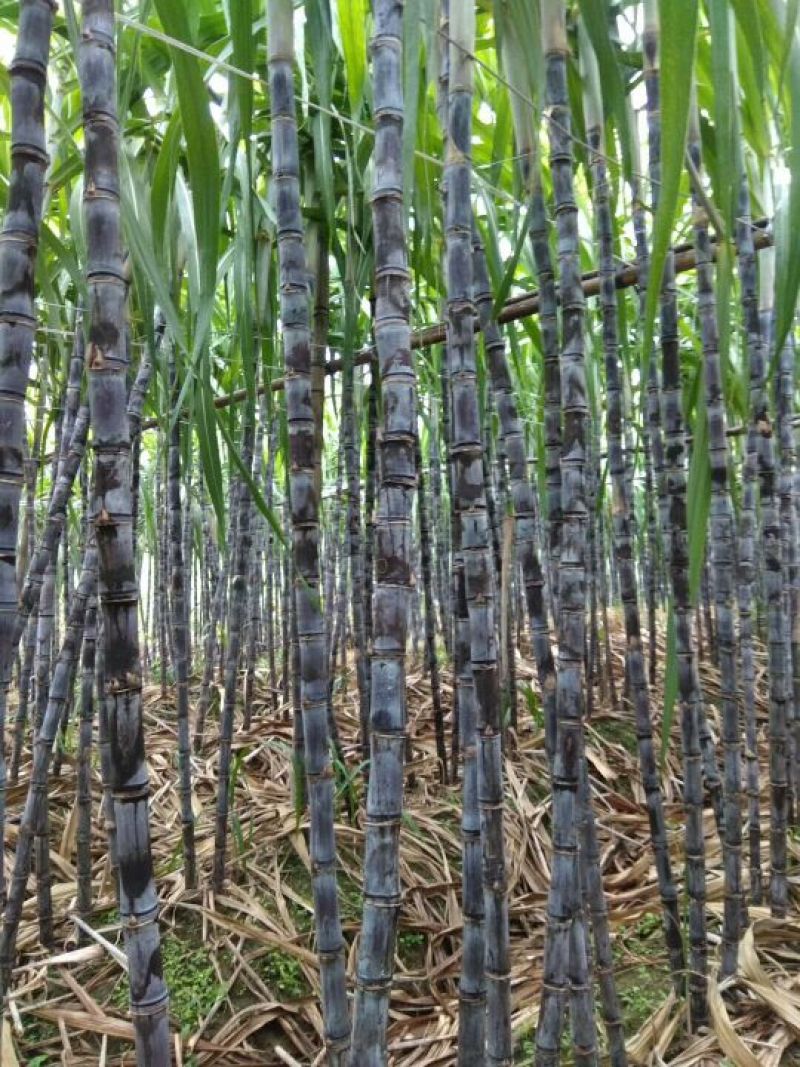 【优质】博白甘蔗广西黑皮甘蔗产地直供货源充足品质优