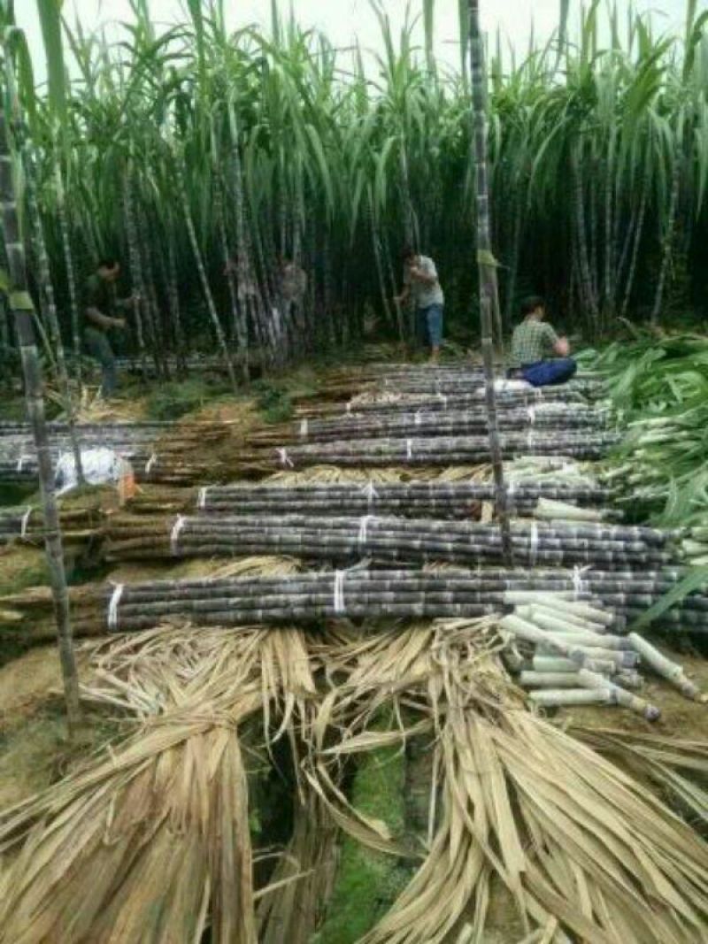 【优质】博白甘蔗广西黑皮甘蔗产地直供货源充足品质优