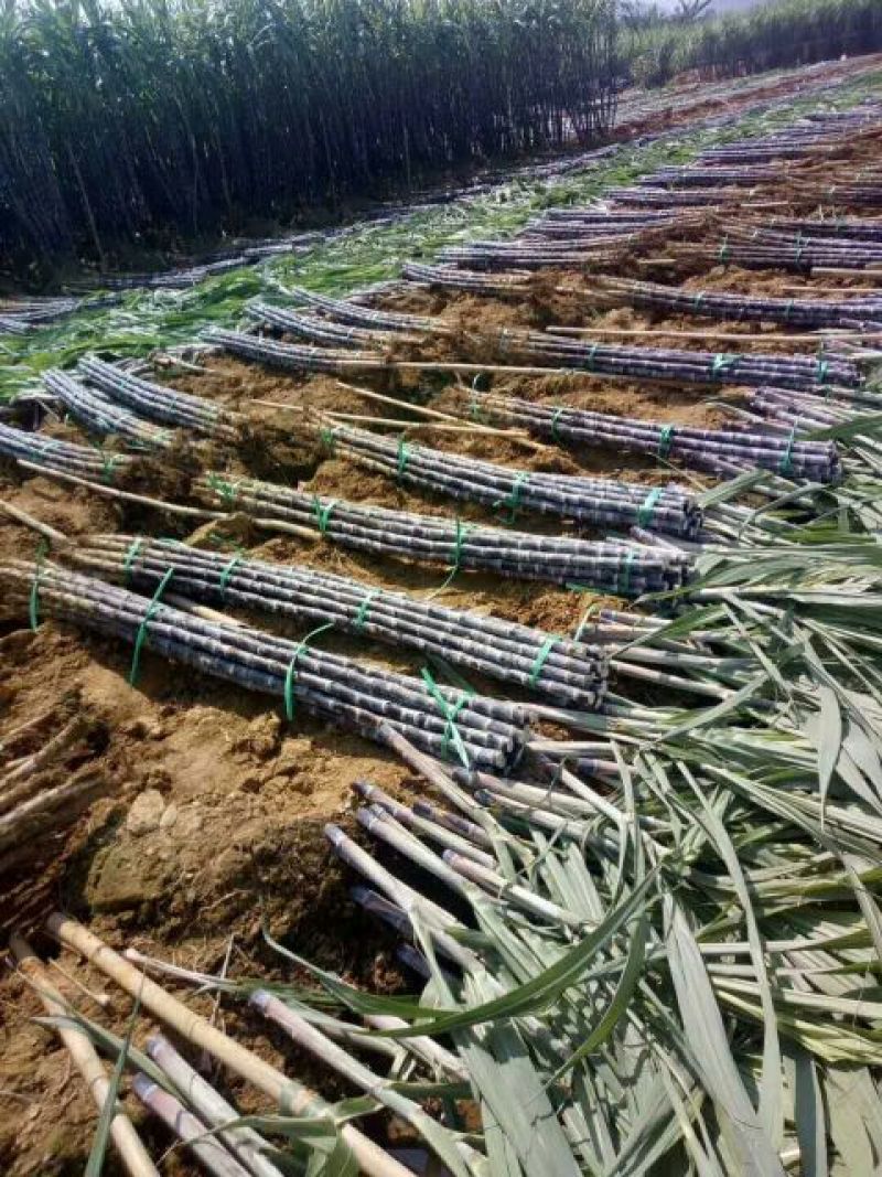【优质】博白甘蔗广西黑皮甘蔗产地直供货源充足品质优