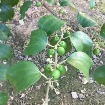 大青枣苗蜜丝枣阳台庭院均可种植包邮价
