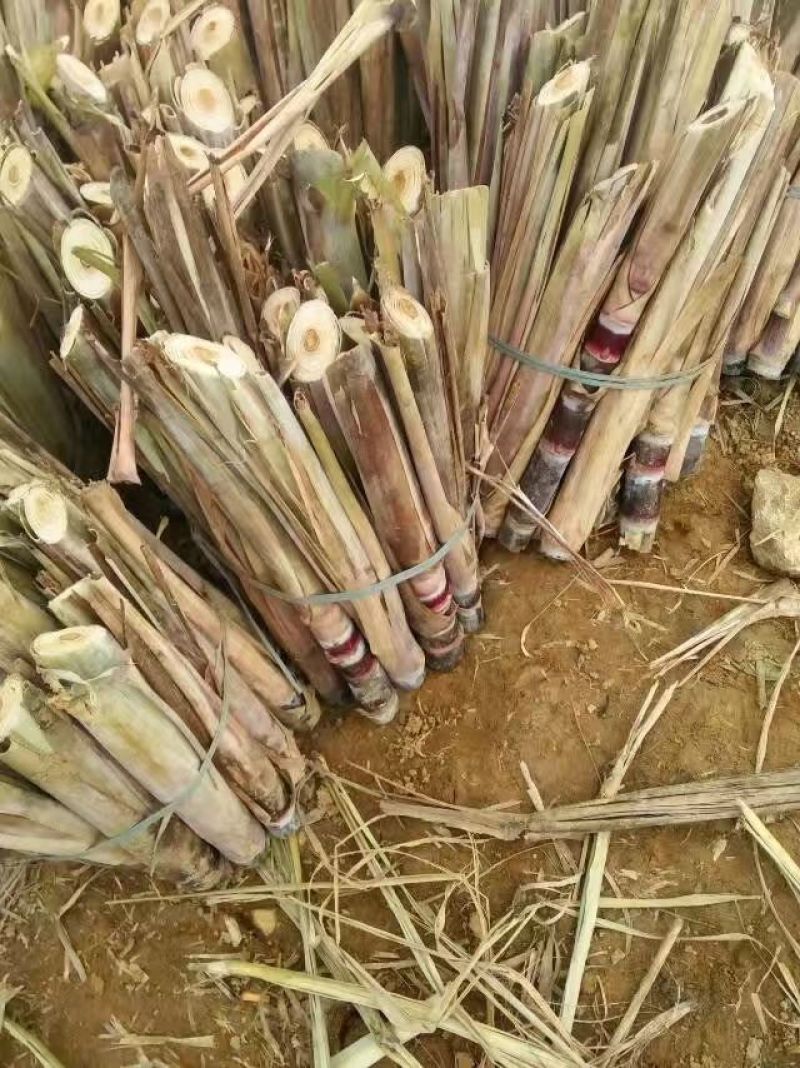 黑皮甘蔗量大从优，品质保证，支持视频看货，欢迎来电