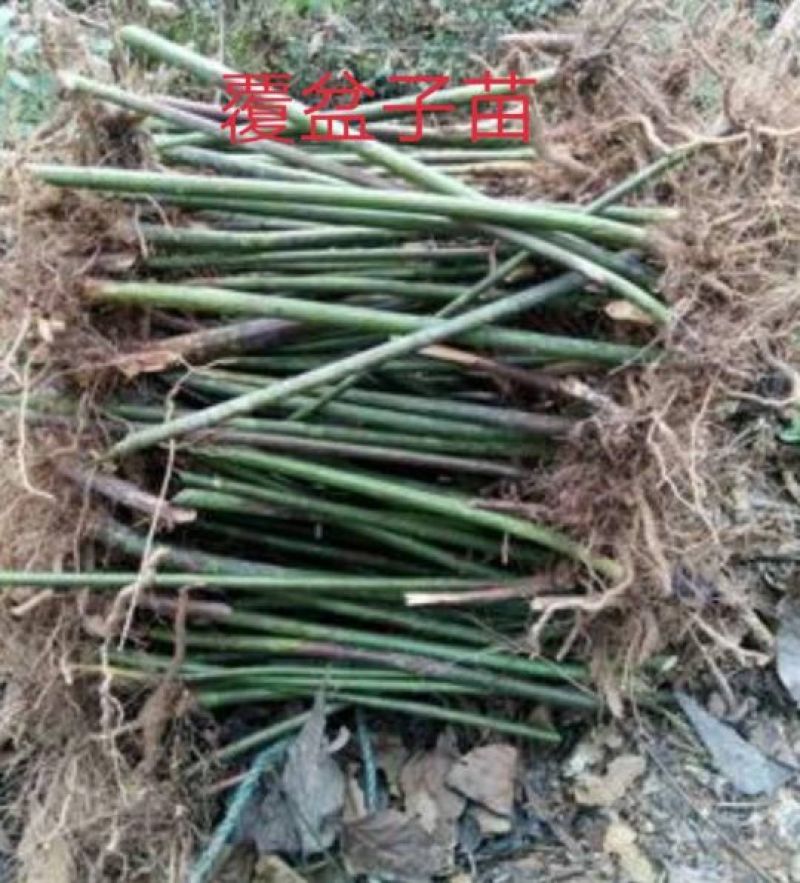 吴茱萸苗10~30cm