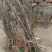 吴茱萸苗10~30cm