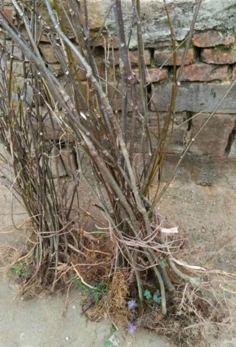 吴茱萸苗10~30cm