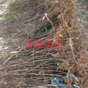 吴茱萸苗10~30cm