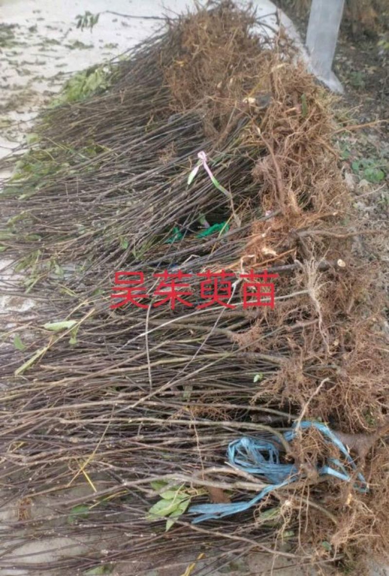 吴茱萸苗10~30cm