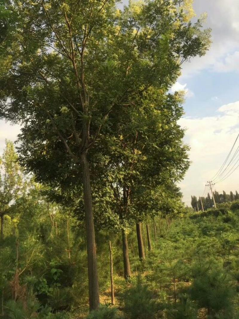 松树4~4.5m