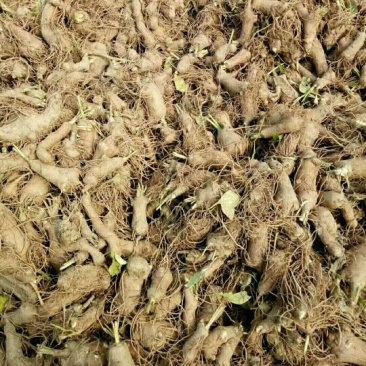 白术种苗10cm以下
