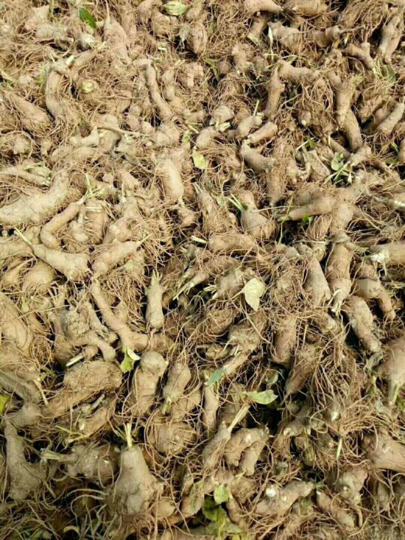 白术种苗10cm以下