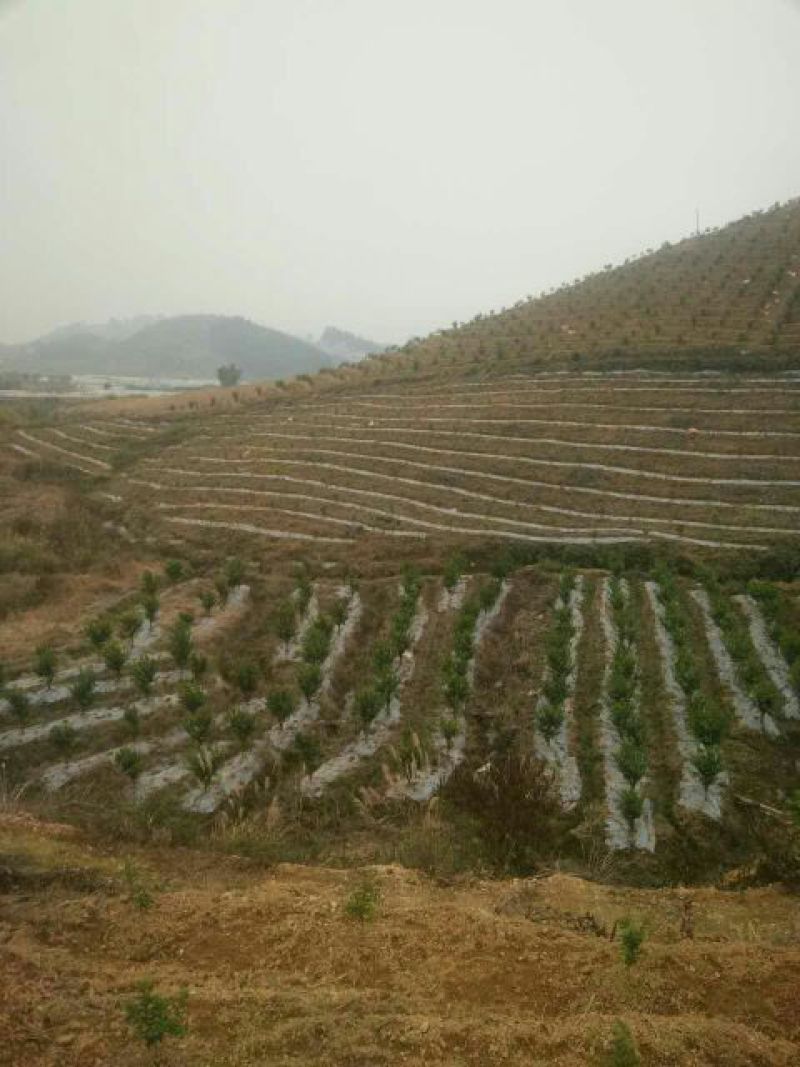 地膜