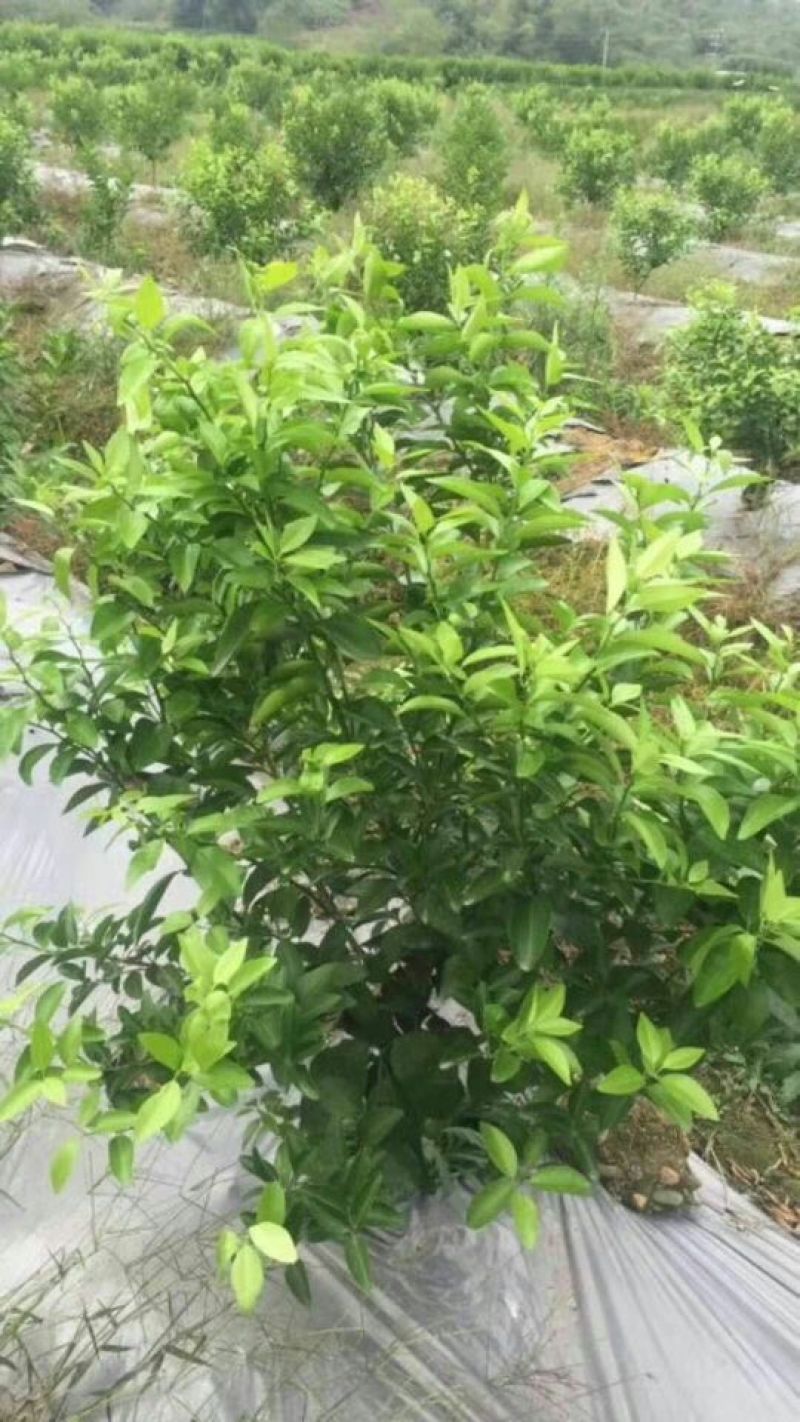 地膜