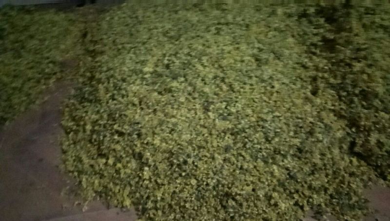 野菊花散装