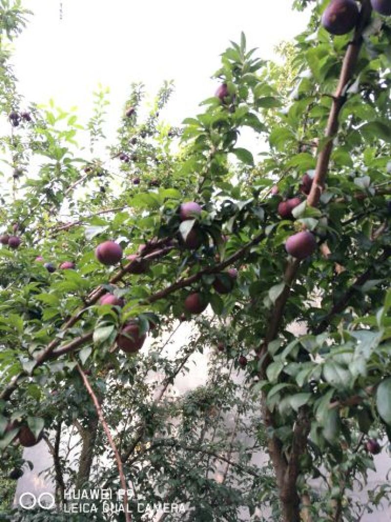 西梅苗红西梅，蓝蜜，女神品种齐全、基地**根系发达