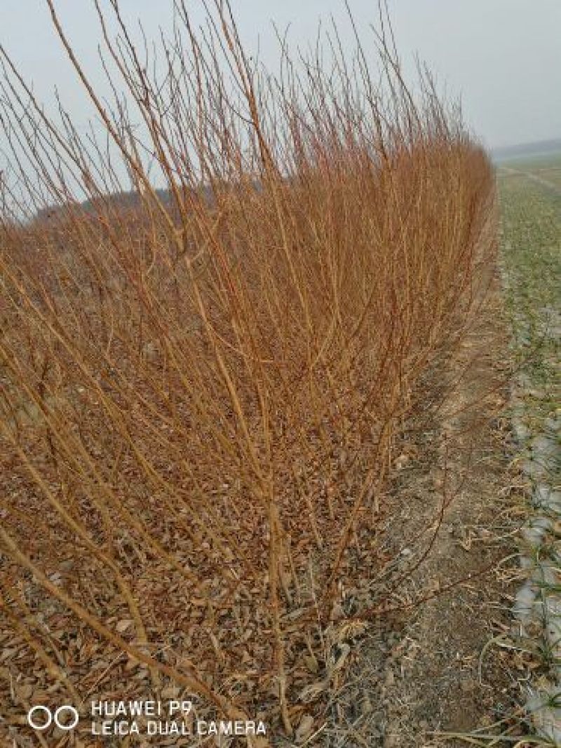 西梅苗红西梅，蓝蜜，女神品种齐全、基地**根系发达