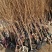 西梅苗红西梅，蓝蜜，女神品种齐全、基地**根系发达