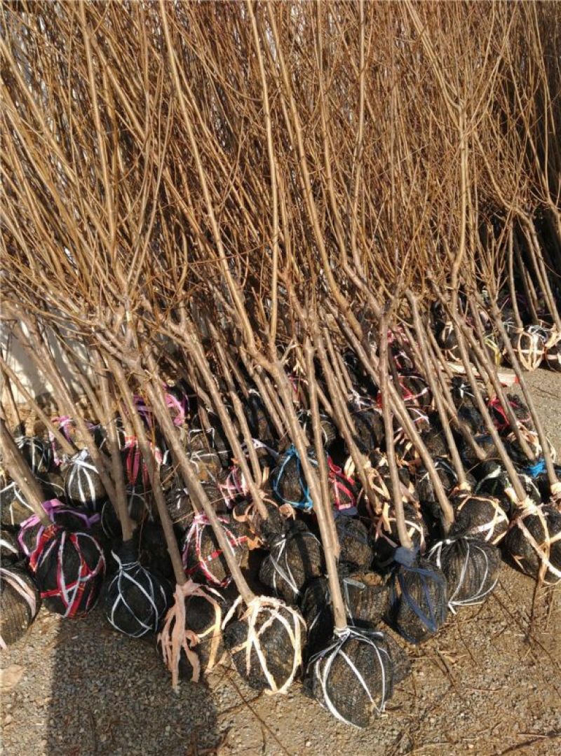 西梅苗红西梅，蓝蜜，女神品种齐全、基地**根系发达