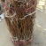 西梅苗红西梅，蓝蜜，女神品种齐全、基地**根系发达