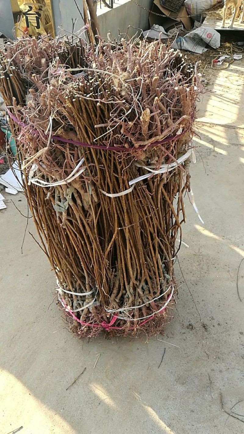 西梅苗红西梅，蓝蜜，女神品种齐全、基地**根系发达