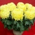 菊花苗开封名菊