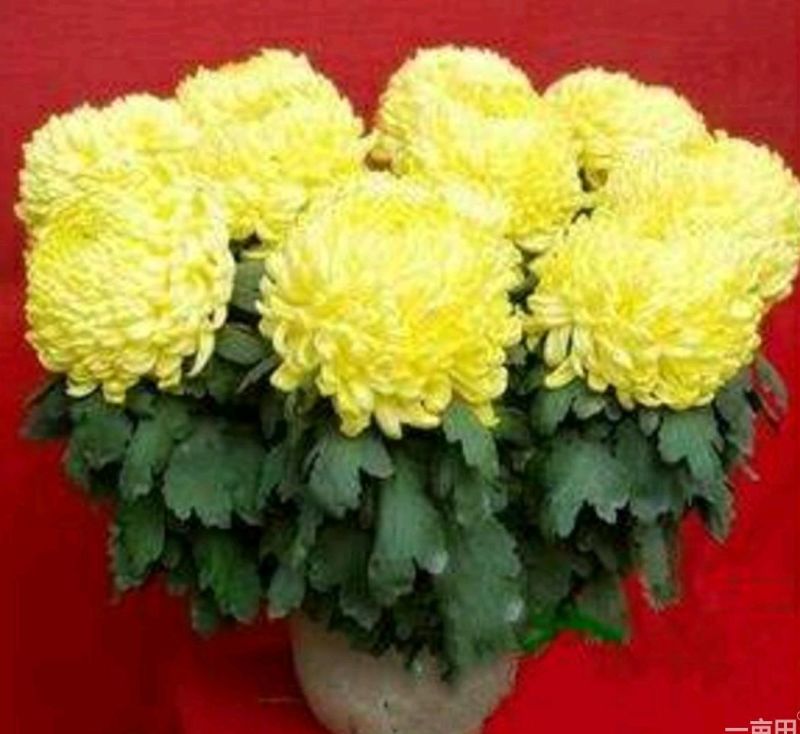 菊花苗开封名菊