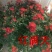 菊花苗开封名菊