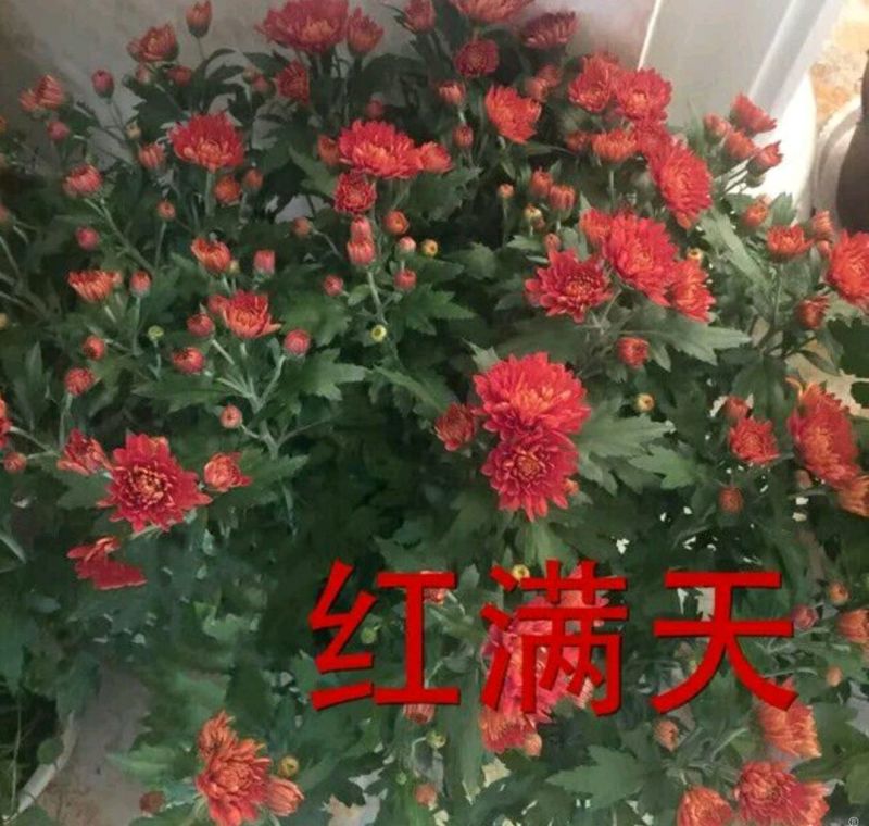 菊花苗开封名菊