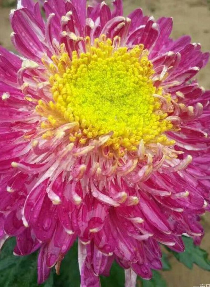 菊花苗开封名菊