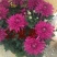菊花苗开封名菊