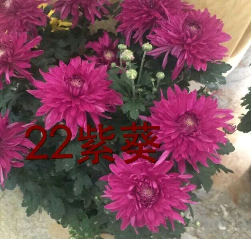 菊花苗开封名菊