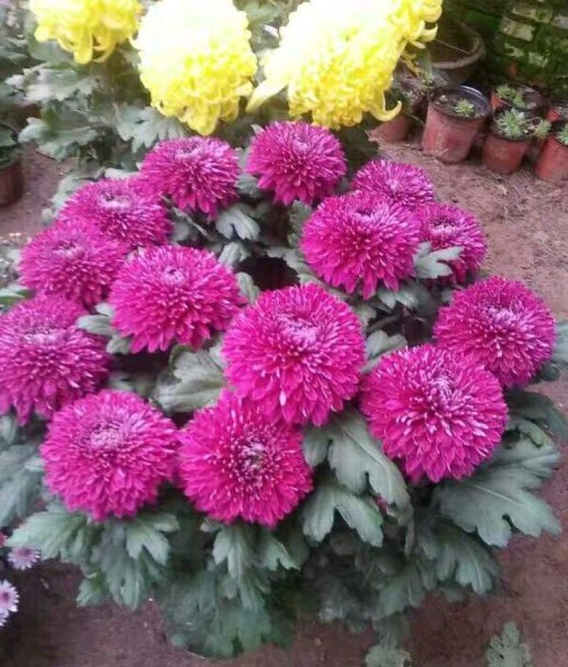 菊花苗开封名菊