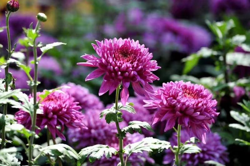 菊花苗开封名菊