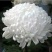 菊花苗开封名菊