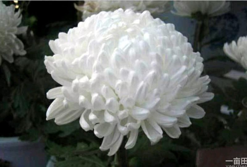菊花苗开封名菊