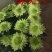 菊花苗开封名菊
