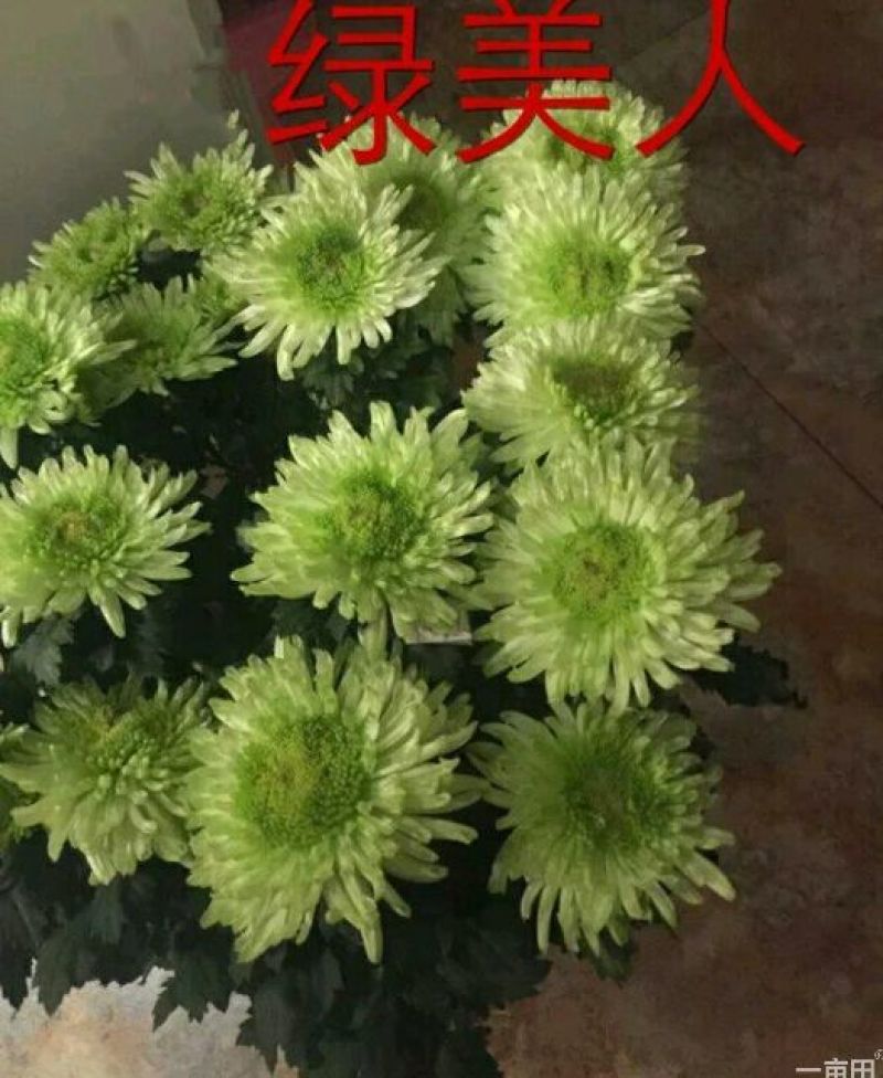 菊花苗开封名菊