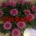 菊花苗开封名菊