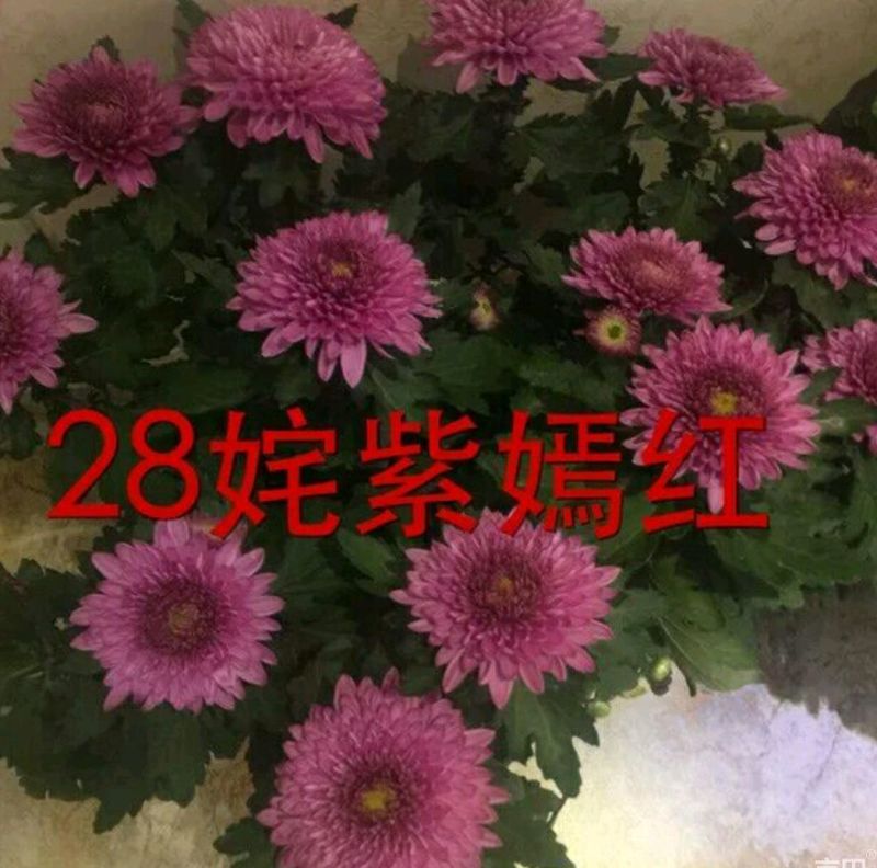 菊花苗开封名菊