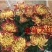 菊花苗开封名菊
