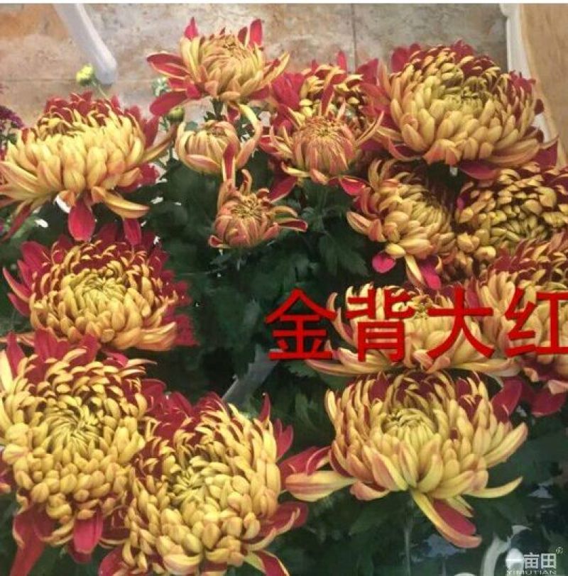菊花苗开封名菊