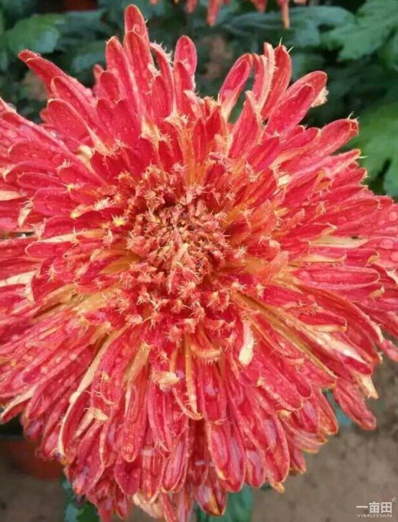 菊花苗开封名菊