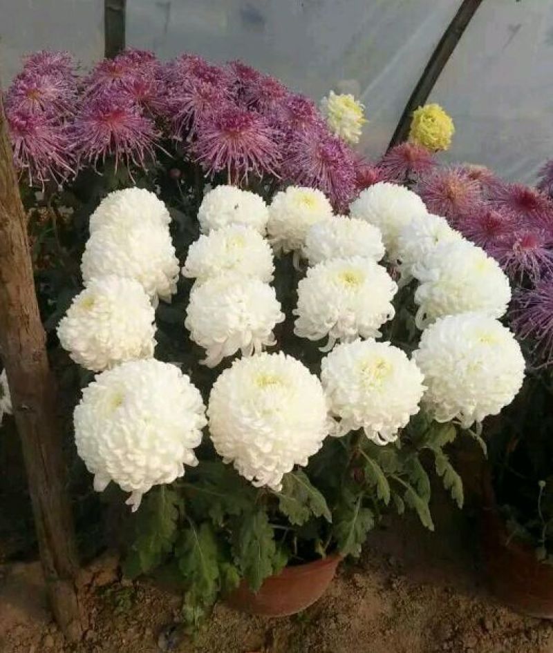 菊花苗开封名菊