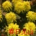 菊花苗开封名菊