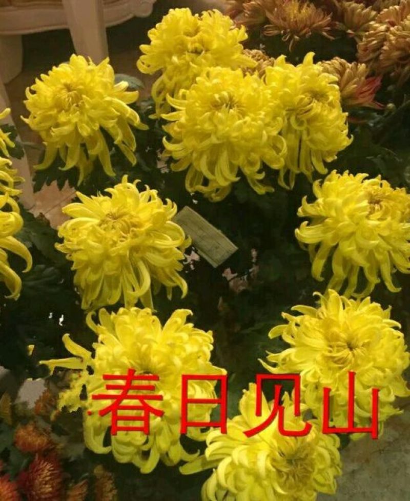 菊花苗开封名菊