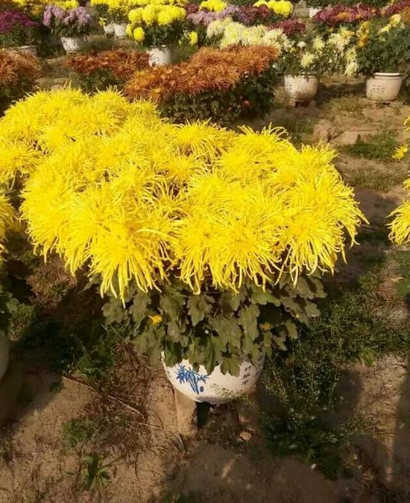 菊花苗开封名菊