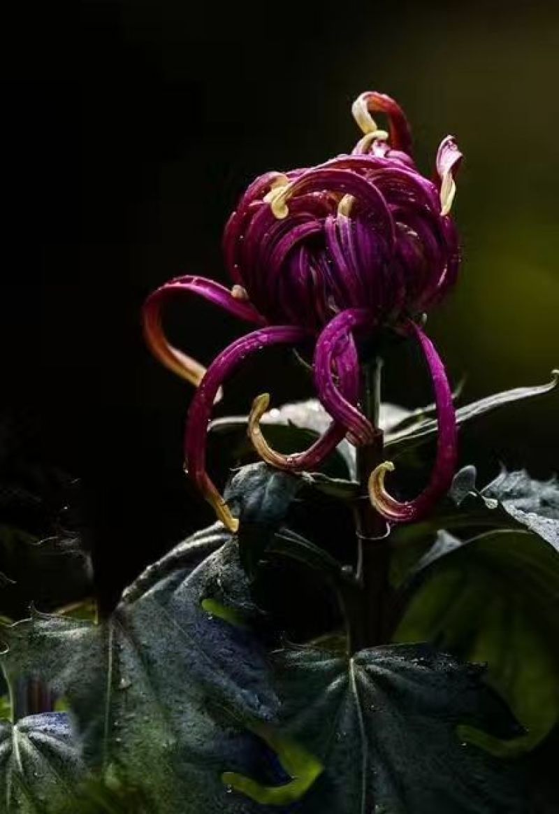 菊花苗开封名菊
