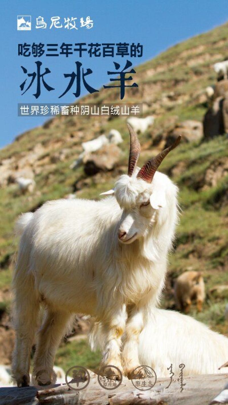 肉羊30~50斤/头