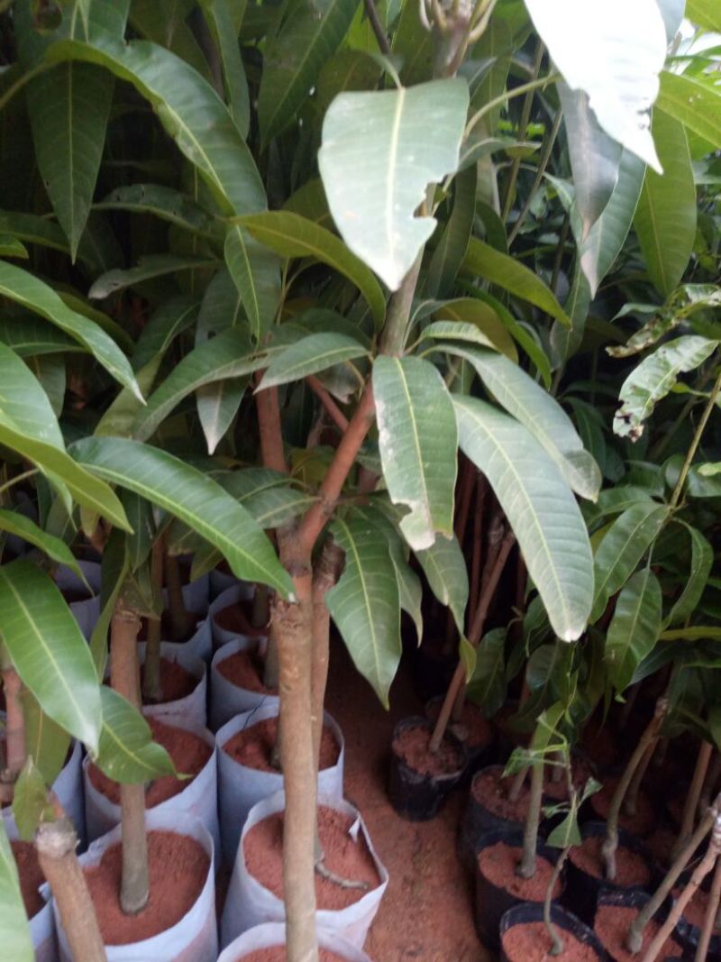 芒果树