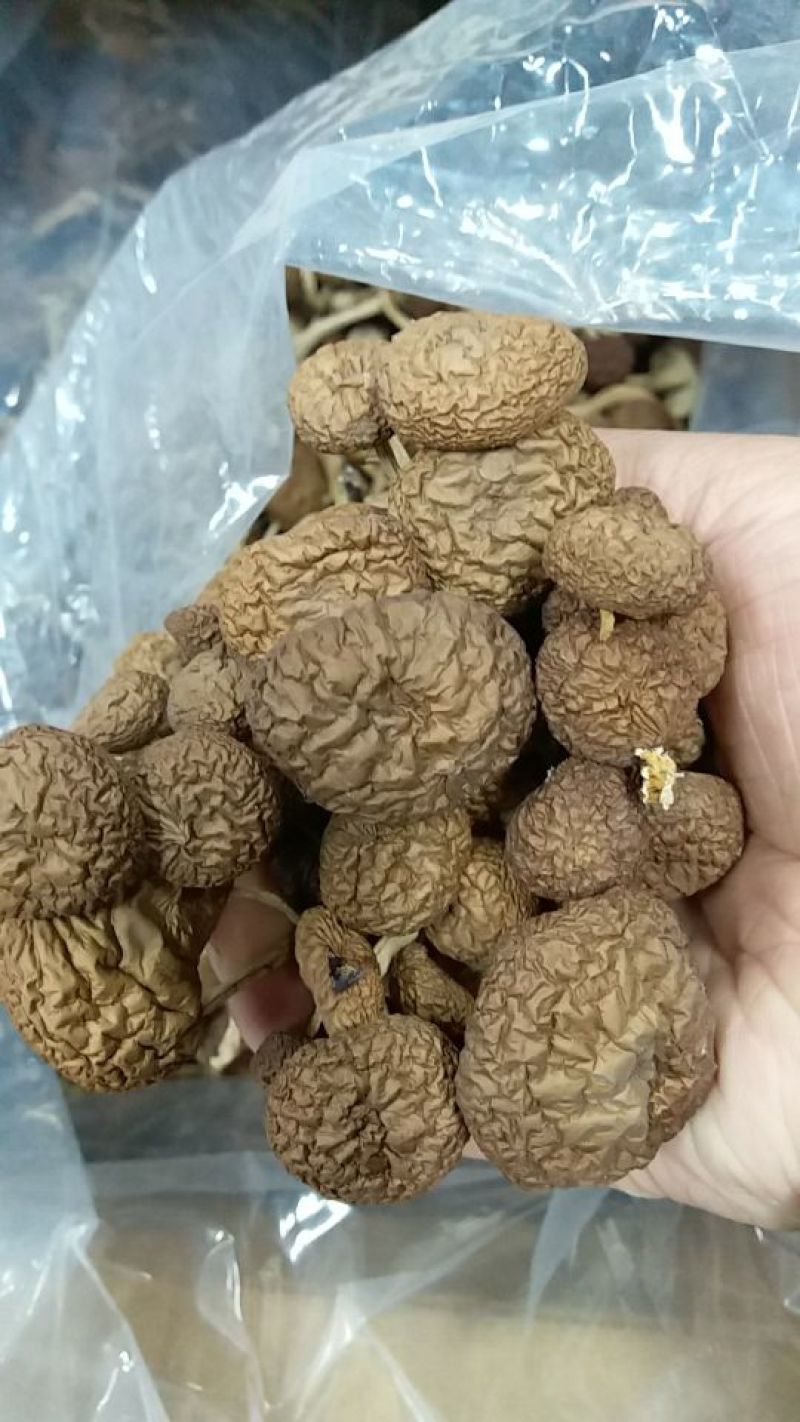 【有好货】茶树菇精品茶树菇不开伞特价包邮